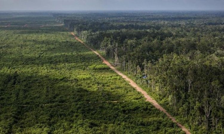Tips Investasi Lahan Hutan Nasional